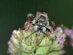 Epeoloides coecutiens